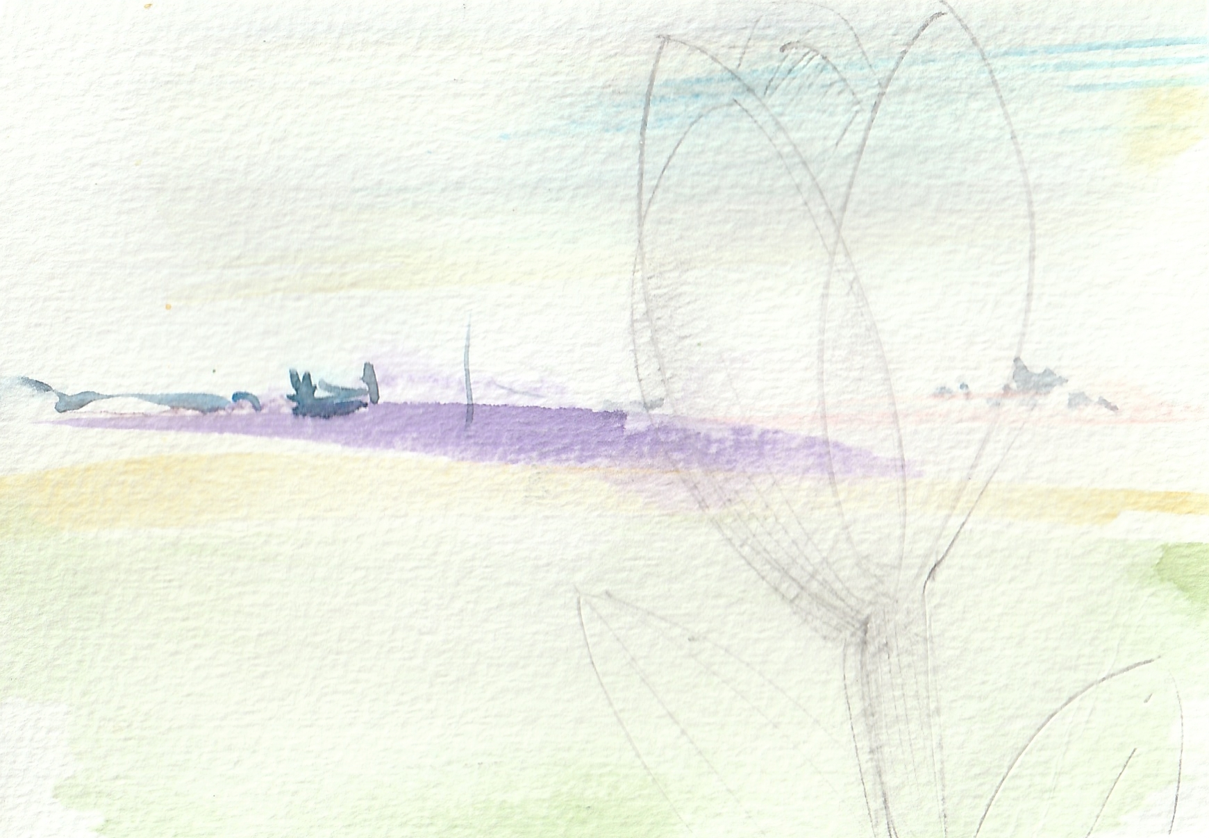 Bulb Fields V